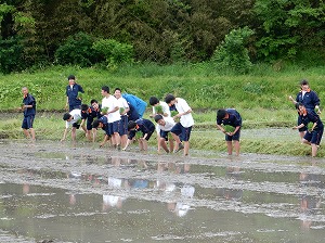 田植え体験