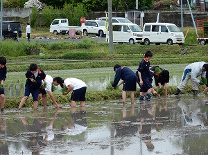 田植え体験