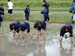 田植え体験