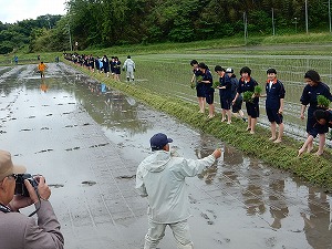 田植え体験