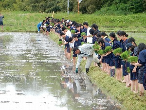 田植え体験