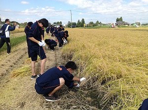 環境保全米稲刈り体験