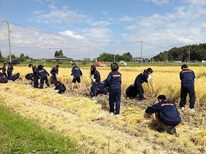 環境保全米稲刈り体験