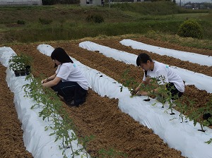 田植え体験