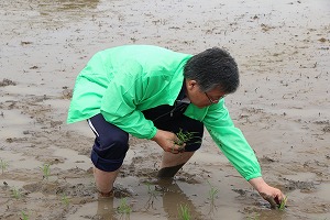 田植え体験